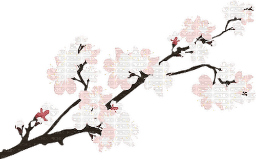 cherry blossom branch - ingyenes png