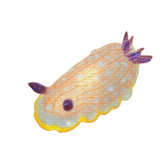 sea slug - png ฟรี