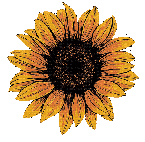 Sunflower.Tournesol.gif.Victoriabea - GIF animé gratuit