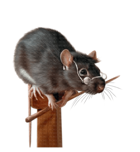 Kaz_Creations Mouse - nemokama png