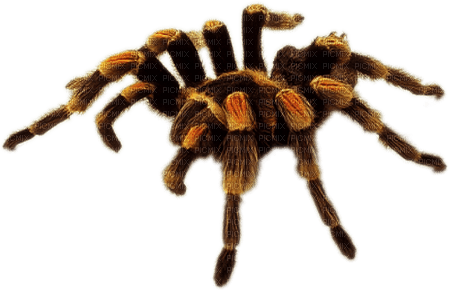 Spider Bottle - Bogusia - png grátis