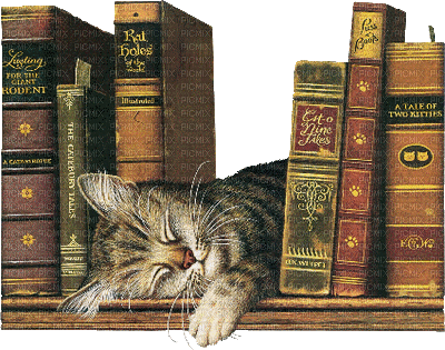 chat cat katze books - Besplatni animirani GIF
