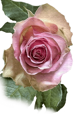Rose - ilmainen png