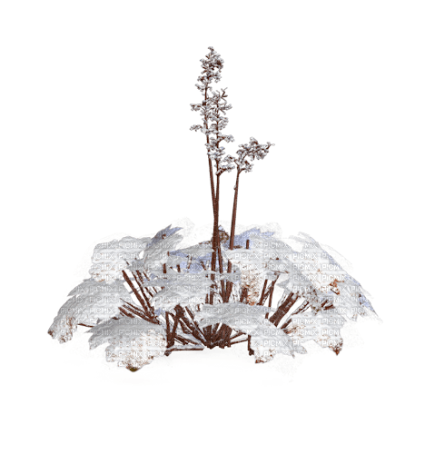 Gras in sneeuw - ilmainen png