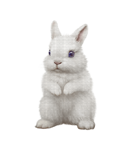 White bunny - png gratis