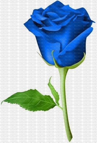 blue rose - zadarmo png