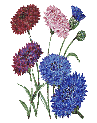 Kwiaty łąka 22 - 免费PNG