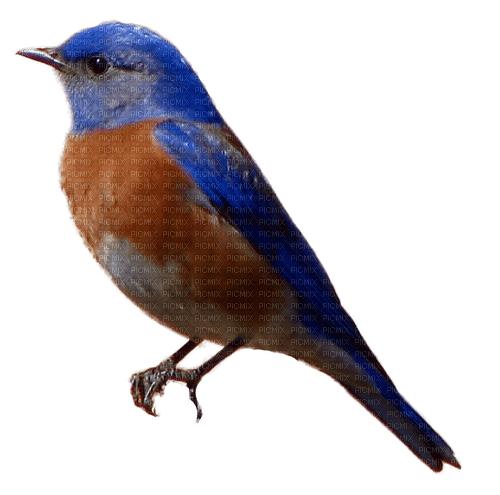 oiseaux - png grátis