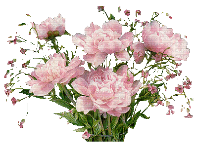 Peony Bouquet - Darmowy animowany GIF