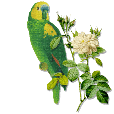 papagály - Δωρεάν κινούμενο GIF