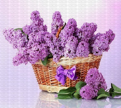 lilas - ilmainen png