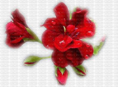 déco fleur rouge - 無料png