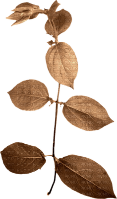 minou-Leaves-löv-blad - Free PNG
