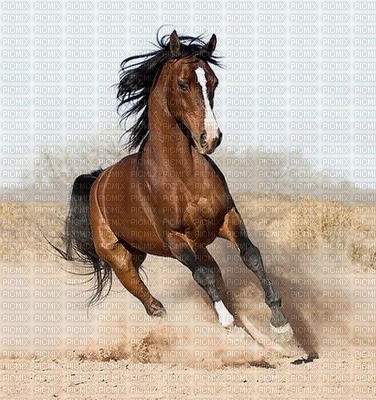 fond horse. horses bp - ingyenes png