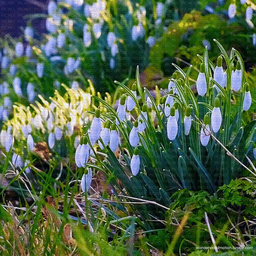 Snowdrops Background - Free animated GIF