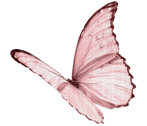 butterfly - ingyenes png
