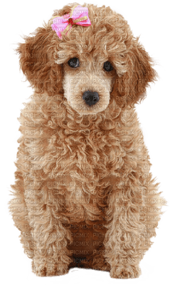 Kaz_Creations Dogs Dog Pup 🐶 - kostenlos png