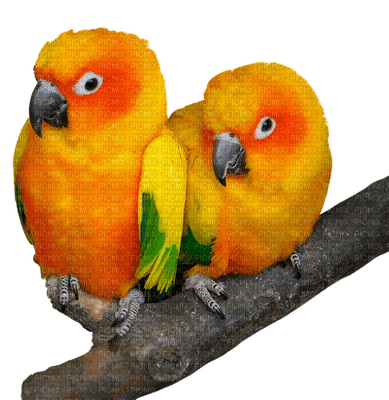 papukaija, parrot - PNG gratuit