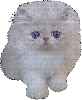ani-katt - Gratis geanimeerde GIF