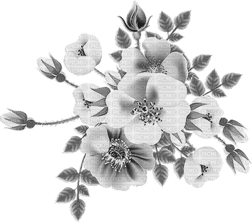 soave deco flowers rose branch black white - фрее пнг