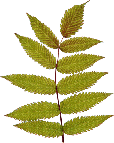 kikkapink deco leaves autumn - 免费PNG