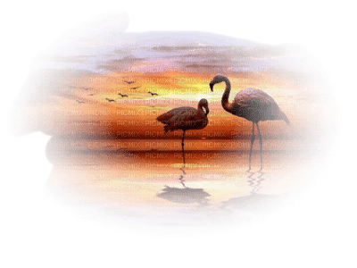 Flamingo bp - Free PNG