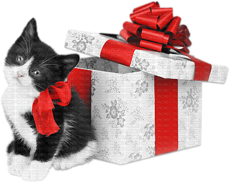 soave animals cat christmas winter gift box - Free PNG