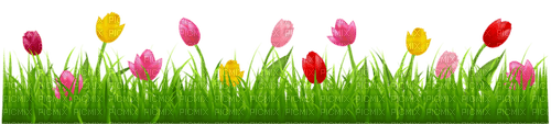 Tulpen - darmowe png
