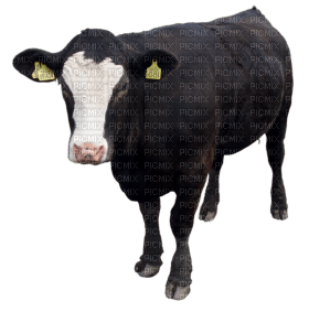 Kaz_Creations Cow - PNG gratuit