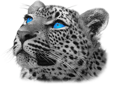 leopard laurachan - png grátis