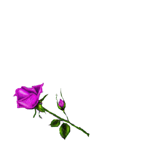 purple roses - GIF animé gratuit