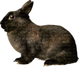 Kaz_Creations Rabbit - ingyenes png