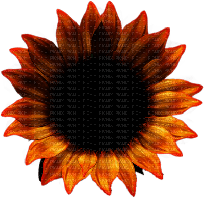 Kaz_Creations Deco Flowers Flower - PNG gratuit