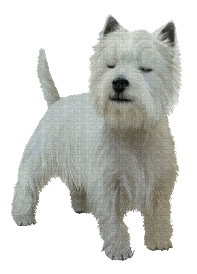 Kaz_Creations Dogs Dog Pup 🐶 - Free animated GIF