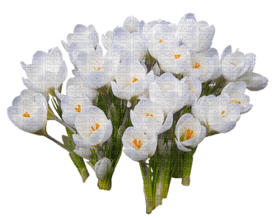 цветы - ücretsiz png