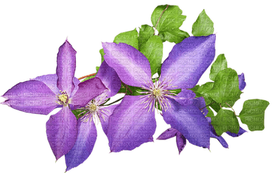 kukka flower fleur - ingyenes png