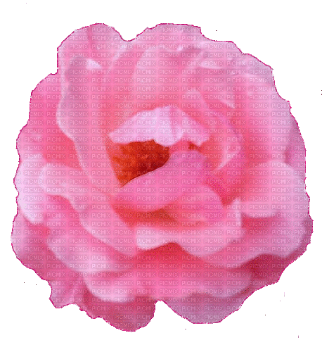 trandafir - Δωρεάν κινούμενο GIF
