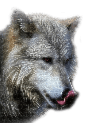 wolf katrin - gratis png
