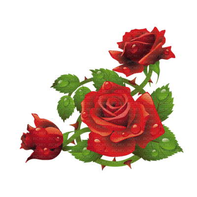 Red rose - Free PNG
