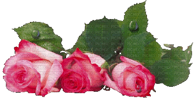 rose - 無料のアニメーション GIF