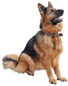 Kaz_Creations Dog Pup - ingyenes png