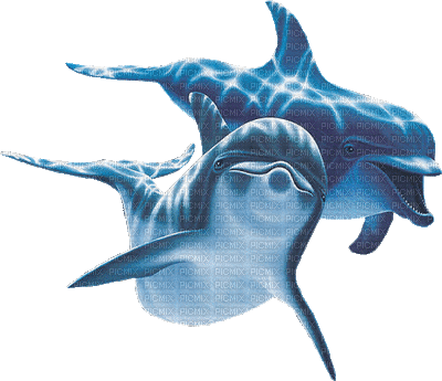 gif anime golfinho - GIF animado grátis