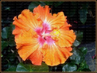 hibiscus - zadarmo png