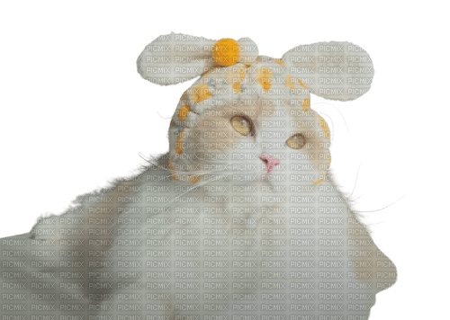 DD the cat with spring Easter rabbit hat - besplatni png