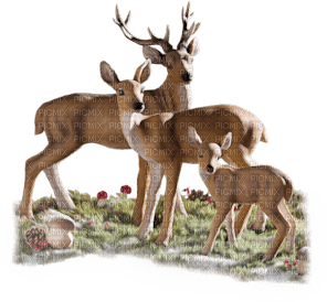 deer bp - ingyenes png