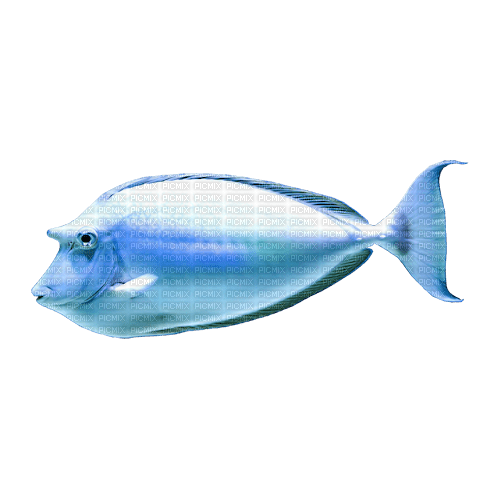 sm3 blue fish water summer sea png - zdarma png