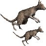 kangaroos - Bezmaksas animēts GIF