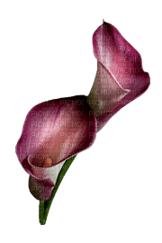 Flowers Orchids - PNG gratuit