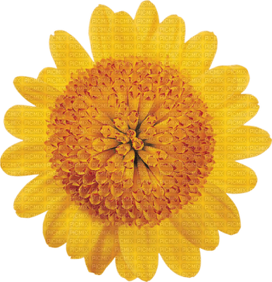 Kaz_Creations Deco Flowers Flower Yellow - ingyenes png