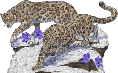 leopardo - Gratis animerad GIF